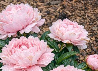 Got peonies blooming? 9 critical things you must do this June to make those gorgeous flowers last weeks longer
