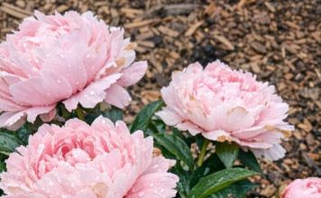 Got peonies blooming? 9 critical things you must do this June to make those gorgeous flowers last weeks longer