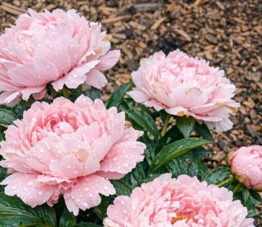 Got peonies blooming? 9 critical things you must do this June to make those gorgeous flowers last weeks longer