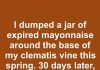 I dumped a jar of expired mayonnaise around the base of my clematis vine this spring. 30 days later, this is what happened