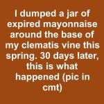 I dumped a jar of expired mayonnaise around the base of my clematis vine this spring. 30 days later, this is what happened