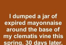 I dumped a jar of expired mayonnaise around the base of my clematis vine this spring. 30 days later, this is what happened