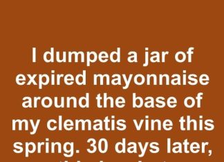 I dumped a jar of expired mayonnaise around the base of my clematis vine this spring. 30 days later, this is what happened