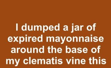 I dumped a jar of expired mayonnaise around the base of my clematis vine this spring. 30 days later, this is what happened