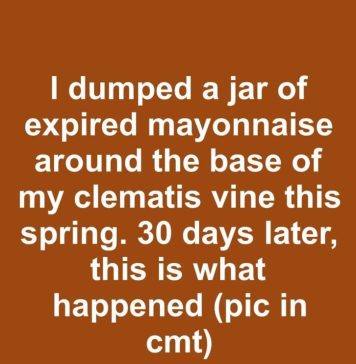 I dumped a jar of expired mayonnaise around the base of my clematis vine this spring. 30 days later, this is what happened