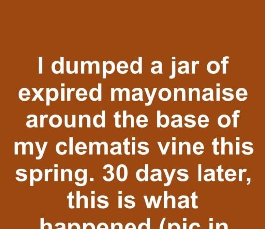I dumped a jar of expired mayonnaise around the base of my clematis vine this spring. 30 days later, this is what happened