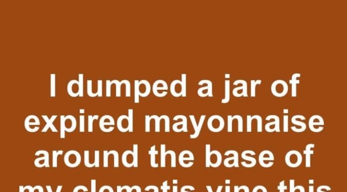 I dumped a jar of expired mayonnaise around the base of my clematis vine this spring. 30 days later, this is what happened