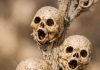 Cleaning out the flower beds and found these tiny dried things on a dead stalk. They look exactly like little brown skulls. Is this real or some kind of weird mutation?