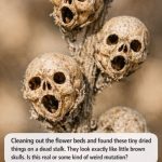 Cleaning out the flower beds and found these tiny dried things on a dead stalk. They look exactly like little brown skulls. Is this real or some kind of weird mutation?