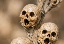 Cleaning out the flower beds and found these tiny dried things on a dead stalk. They look exactly like little brown skulls. Is this real or some kind of weird mutation?
