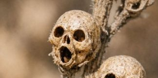 Cleaning out the flower beds and found these tiny dried things on a dead stalk. They look exactly like little brown skulls. Is this real or some kind of weird mutation?