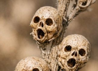 Cleaning out the flower beds and found these tiny dried things on a dead stalk. They look exactly like little brown skulls. Is this real or some kind of weird mutation?