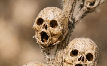 Cleaning out the flower beds and found these tiny dried things on a dead stalk. They look exactly like little brown skulls. Is this real or some kind of weird mutation?