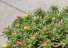 Got portulaca? 8 urgent things you must do this July to keep them blooming through scorching summer heat