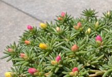Got portulaca? 8 urgent things you must do this July to keep them blooming through scorching summer heat