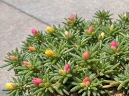 Got portulaca? 8 urgent things you must do this July to keep them blooming through scorching summer heat
