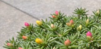 Got portulaca? 8 urgent things you must do this July to keep them blooming through scorching summer heat