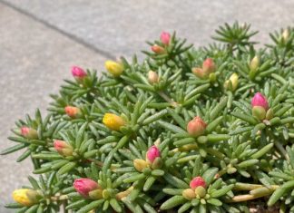 Got portulaca? 8 urgent things you must do this July to keep them blooming through scorching summer heat