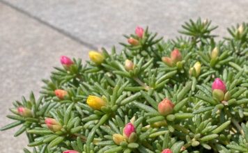 Got portulaca? 8 urgent things you must do this July to keep them blooming through scorching summer heat