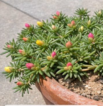 Got portulaca? 8 urgent things you must do this July to keep them blooming through scorching summer heat
