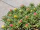 Got portulaca? 8 urgent things you must do this July to keep them blooming through scorching summer heat