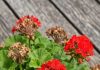 Got geraniums? 9 critical things you must do this June to get endless colorful blooms all summer