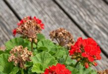Got geraniums? 9 critical things you must do this June to get endless colorful blooms all summer