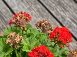 Got geraniums? 9 critical things you must do this June to get endless colorful blooms all summer