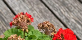 Got geraniums? 9 critical things you must do this June to get endless colorful blooms all summer