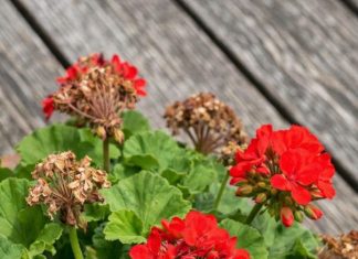 Got geraniums? 9 critical things you must do this June to get endless colorful blooms all summer