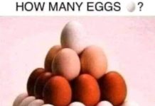 How many eggs can you see in the picture?
