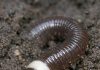 Dug this up in the garden and it went crazy, thrashing around violently like a snake instead of wiggling. It has a weird smooth white ring near the head.
