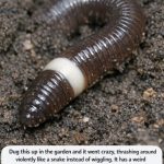 Dug this up in the garden and it went crazy, thrashing around violently like a snake instead of wiggling. It has a weird smooth white ring near the head.