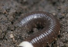 Dug this up in the garden and it went crazy, thrashing around violently like a snake instead of wiggling. It has a weird smooth white ring near the head.
