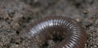 Dug this up in the garden and it went crazy, thrashing around violently like a snake instead of wiggling. It has a weird smooth white ring near the head.