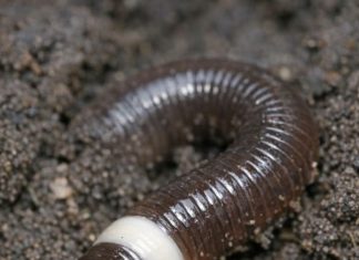 Dug this up in the garden and it went crazy, thrashing around violently like a snake instead of wiggling. It has a weird smooth white ring near the head.