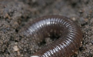 Dug this up in the garden and it went crazy, thrashing around violently like a snake instead of wiggling. It has a weird smooth white ring near the head.