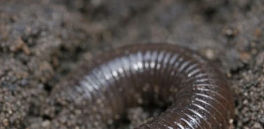 Dug this up in the garden and it went crazy, thrashing around violently like a snake instead of wiggling. It has a weird smooth white ring near the head.