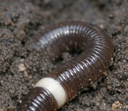 Dug this up in the garden and it went crazy, thrashing around violently like a snake instead of wiggling. It has a weird smooth white ring near the head.