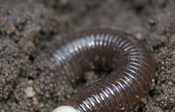 Dug this up in the garden and it went crazy, thrashing around violently like a snake instead of wiggling. It has a weird smooth white ring near the head.
