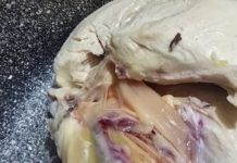 Green Meat in Chicken? Here’s What’s Really Going On