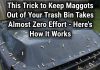 How to Stop Maggots From Taking Over Your Trash Bin