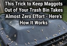 How to Stop Maggots From Taking Over Your Trash Bin
