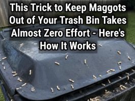 How to Stop Maggots From Taking Over Your Trash Bin