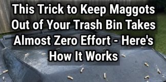 How to Stop Maggots From Taking Over Your Trash Bin