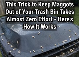How to Stop Maggots From Taking Over Your Trash Bin