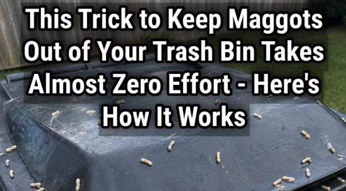 How to Stop Maggots From Taking Over Your Trash Bin
