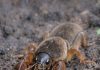 I Found This “Freak of Nature” While Digging in My Garden—It Looked Like a Cricket Mixed with a Lobster! Here’s What It Really Was