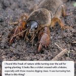 I Found This “Freak of Nature” While Digging in My Garden—It Looked Like a Cricket Mixed with a Lobster! Here’s What It Really Was