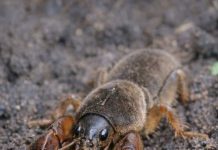 I Found This “Freak of Nature” While Digging in My Garden—It Looked Like a Cricket Mixed with a Lobster! Here’s What It Really Was